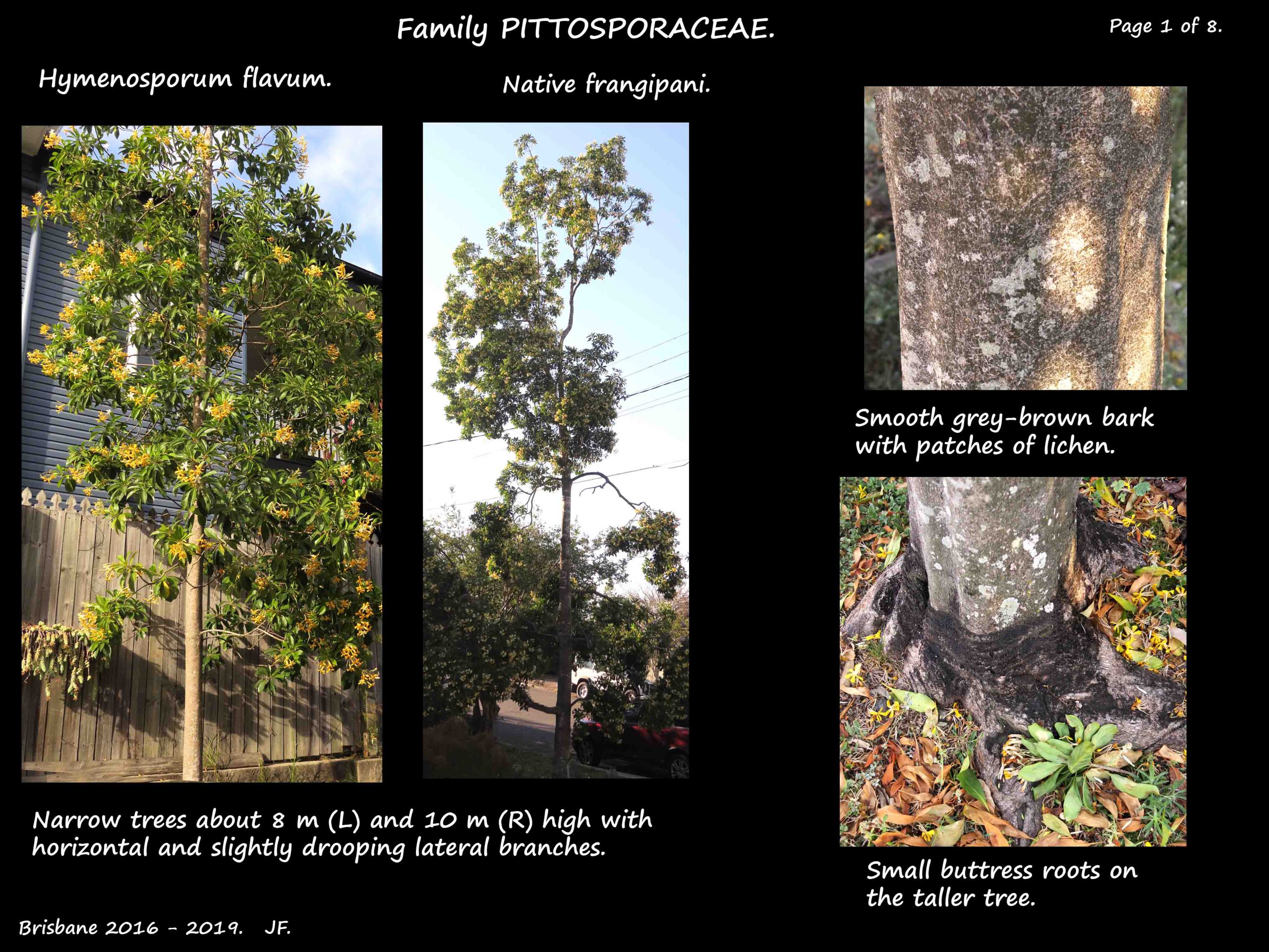1 Hymenosporum flavum trees